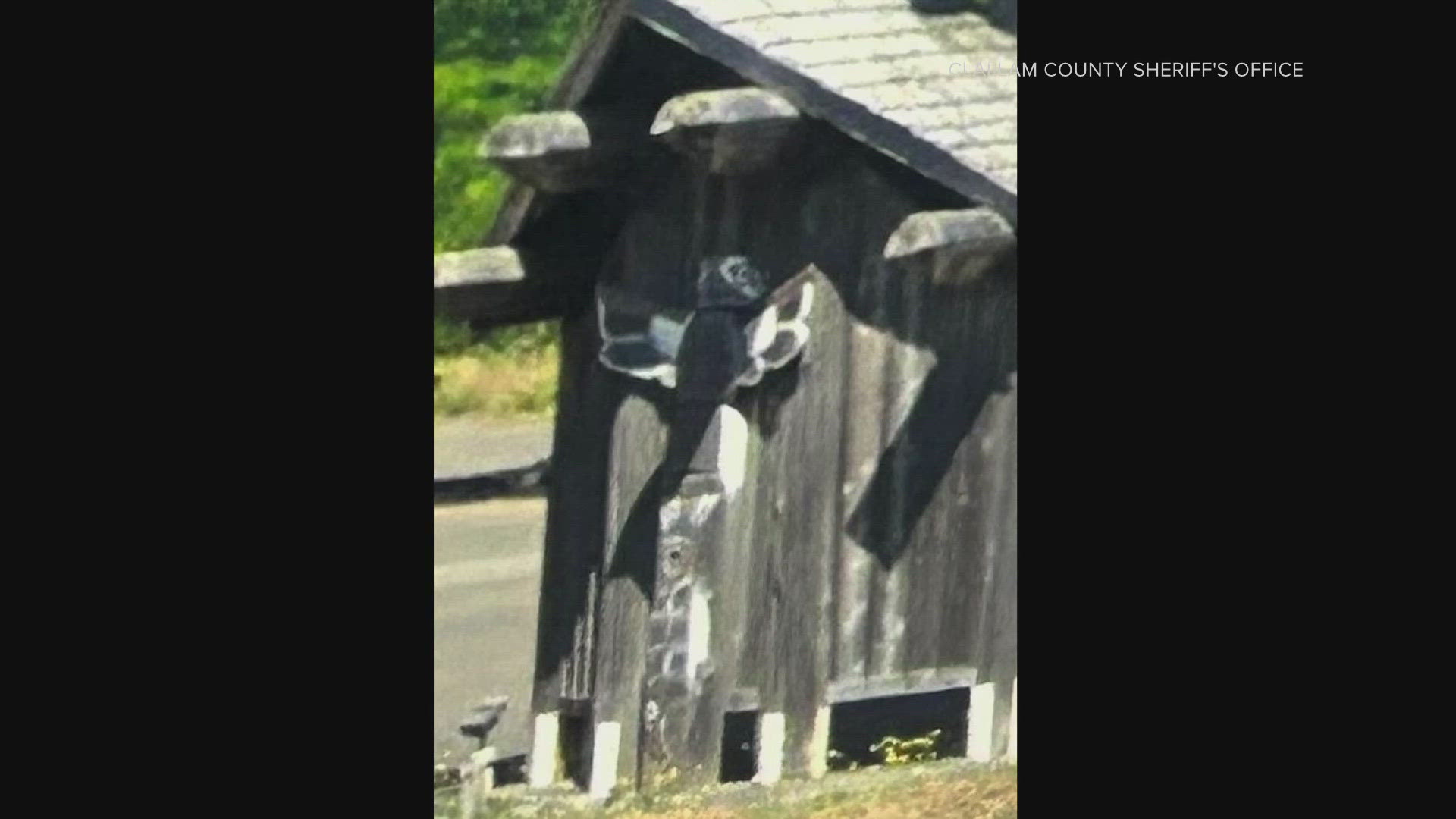 The totem poles, valued at over $10,000 each, were stolen from the tribe's 101 building in Forks