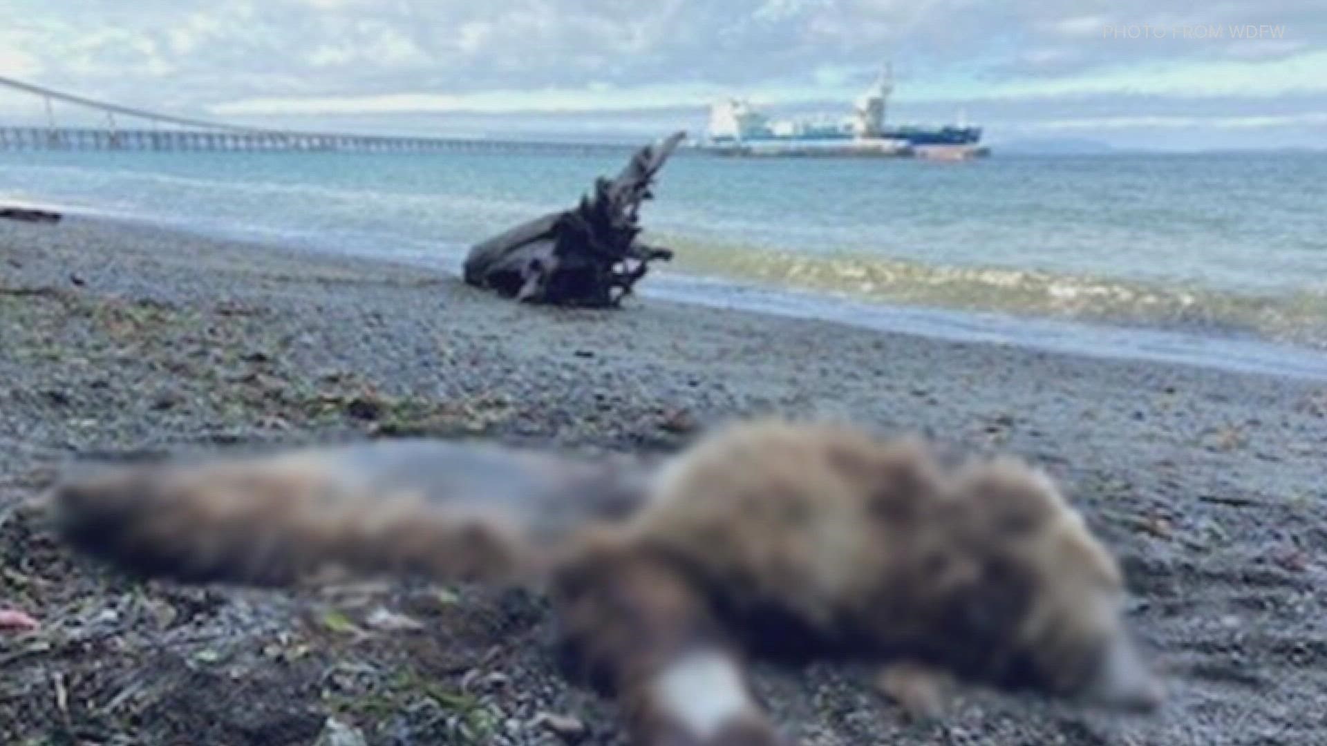The bear carcass was found at Cherry Point. Grizzly bears aren't common in western Washington but have been known to swim from British Columbia to Vancouver Island.