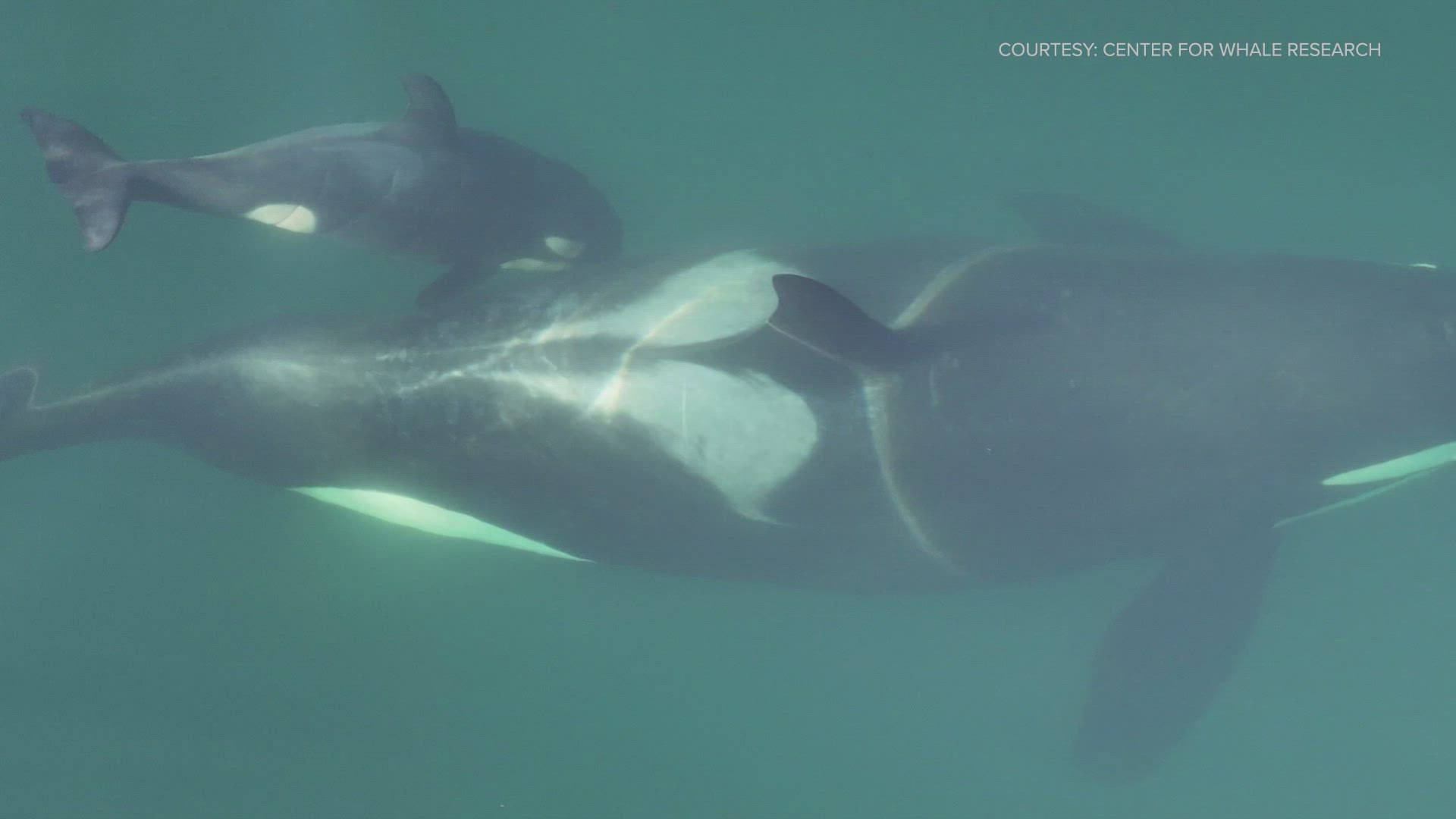 Experts say the calf was likely born within the last 3 days.