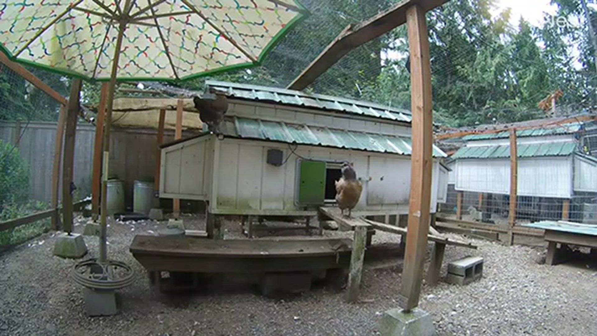 A bobcat snuck through the roof of a Woodinville couple's chicken coop.