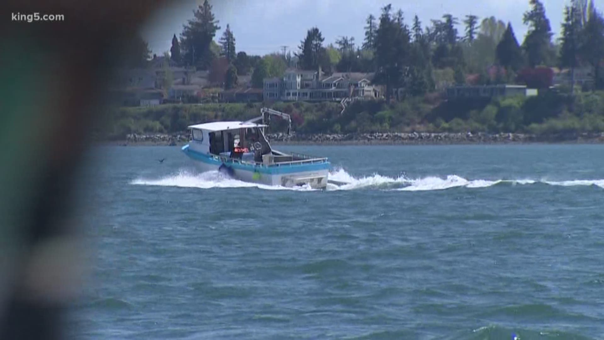 New rules are going into effect for boaters who encounter the Southern Resident killer whales. Those rules are meant to reduce noise so the orcas can find food, and protect them from possible boat strikes. KING 5 Environmental Reporter Alison Morrow reports.