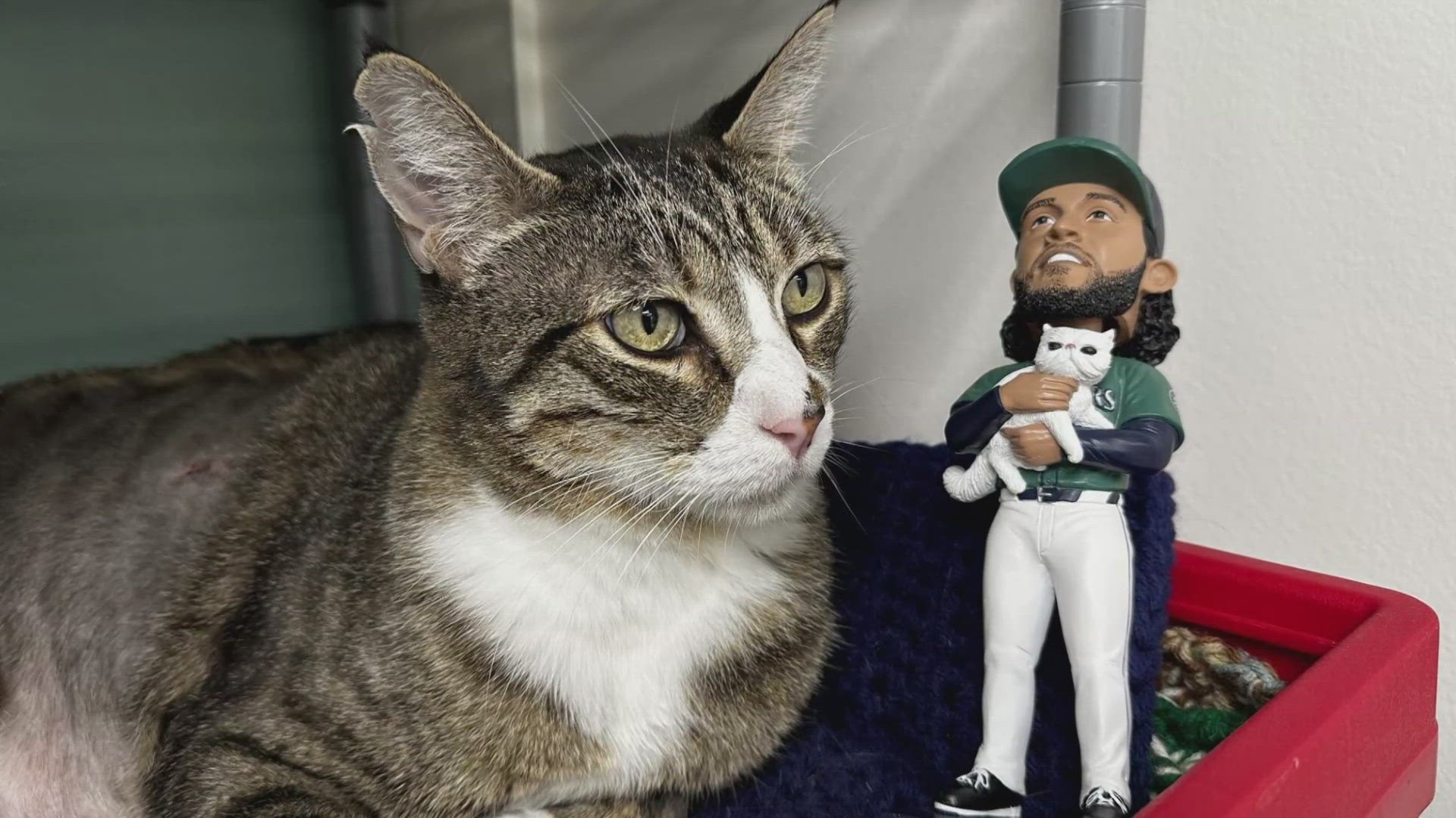Special tickets must be purchased for the July 21 Mariners game to receive a bobblehead. Five dollars from each ticket will benefit Seattle Area Feline Rescue.