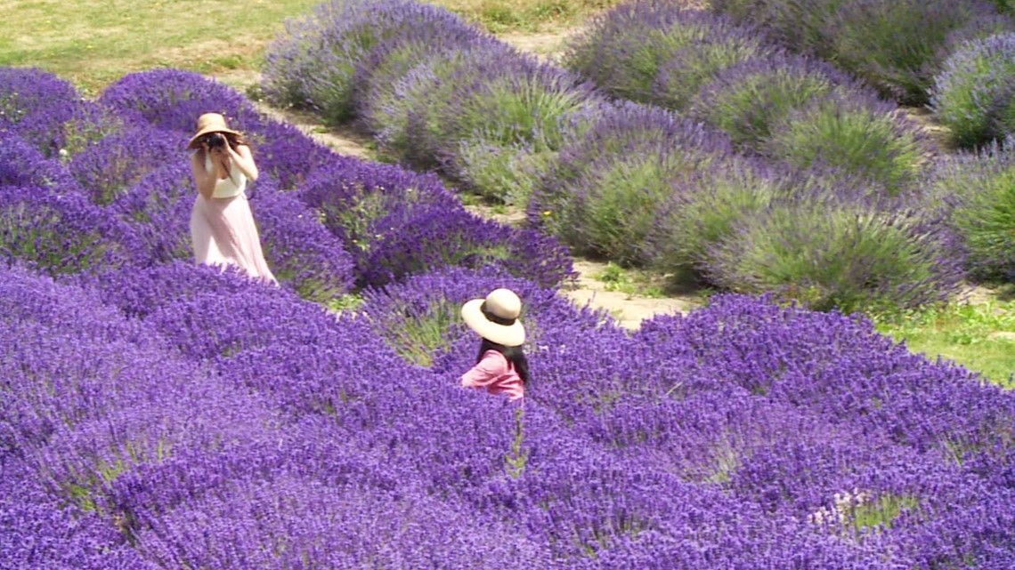 The Sequim Lavender Festival is back and in full bloom