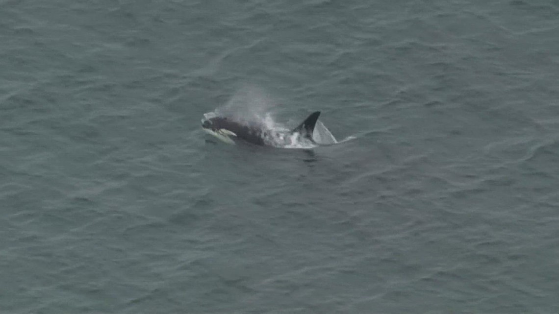 61% of shipping carriers voluntarily participating in program to protect whales in Puget Sound - Vimarsana News
