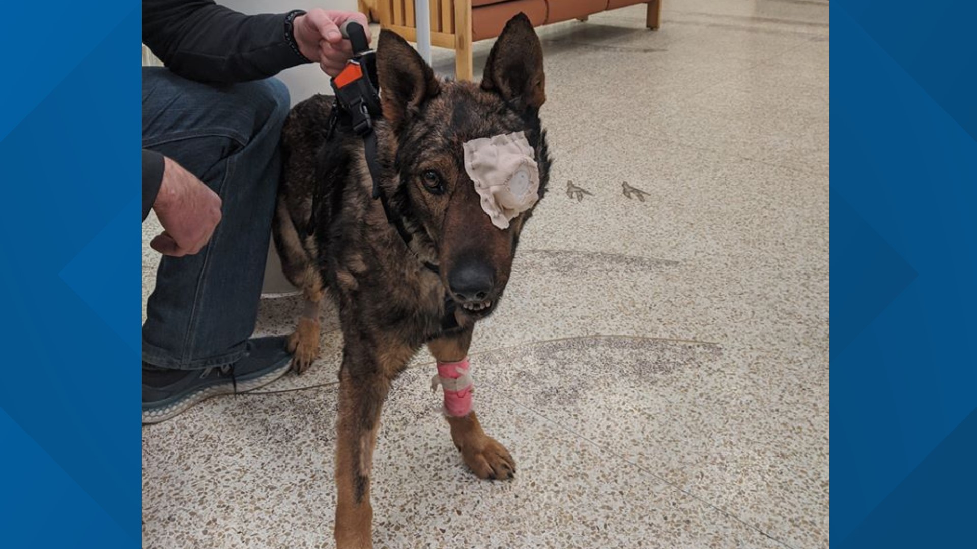 K9 Chief will undergo surgery to remove his left eye. His jaw is broken but other than that, there was no permanent damage.  Photos from Moses Lake police Facebook.