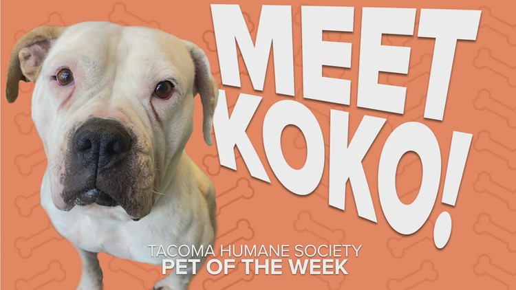 Pet rescue of the week: Koko