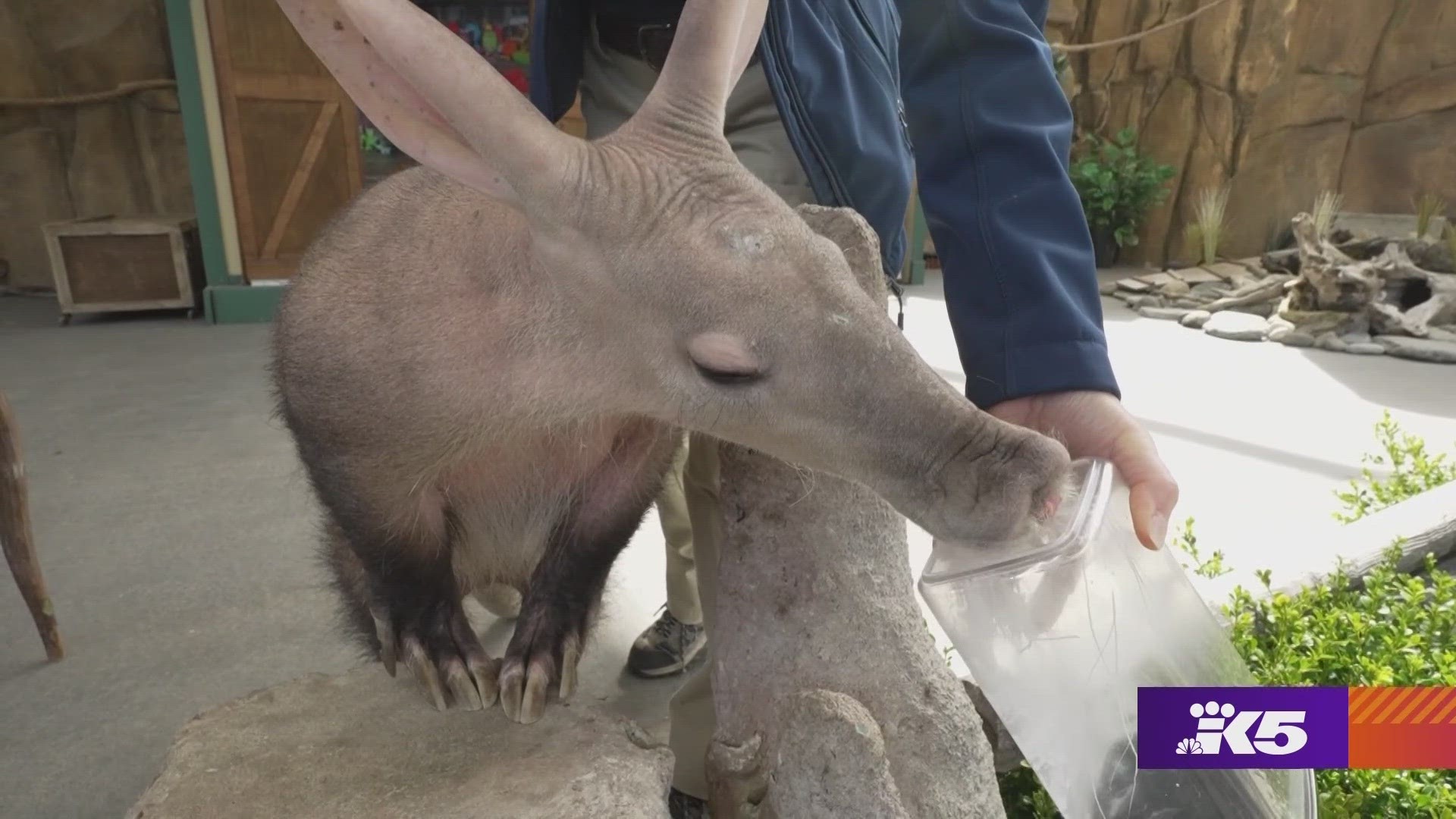 Live animal shows return to Point Defiance Zoo May 4th. #k5evening