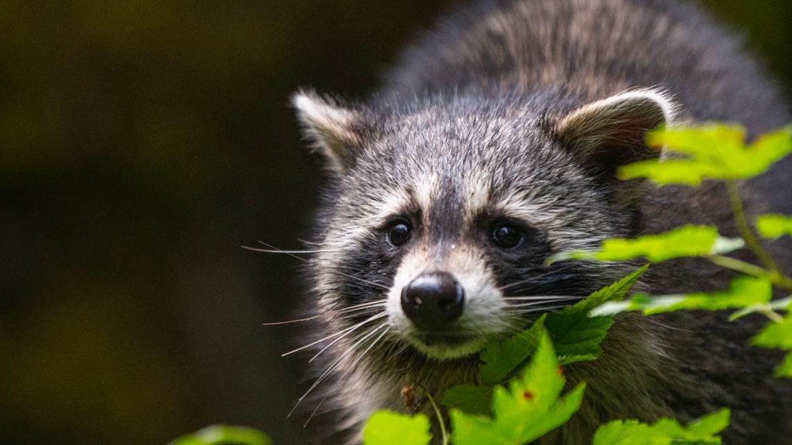 Rescued raccoon kits taken in at Northwest Trek Wildlife Park | king5.com
