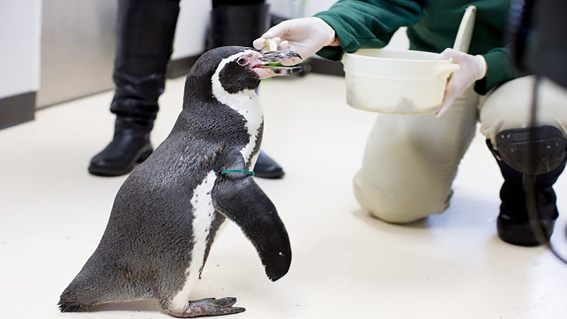 Oldest penguin at Seattle's Woodland Park Zoo dies | king5.com