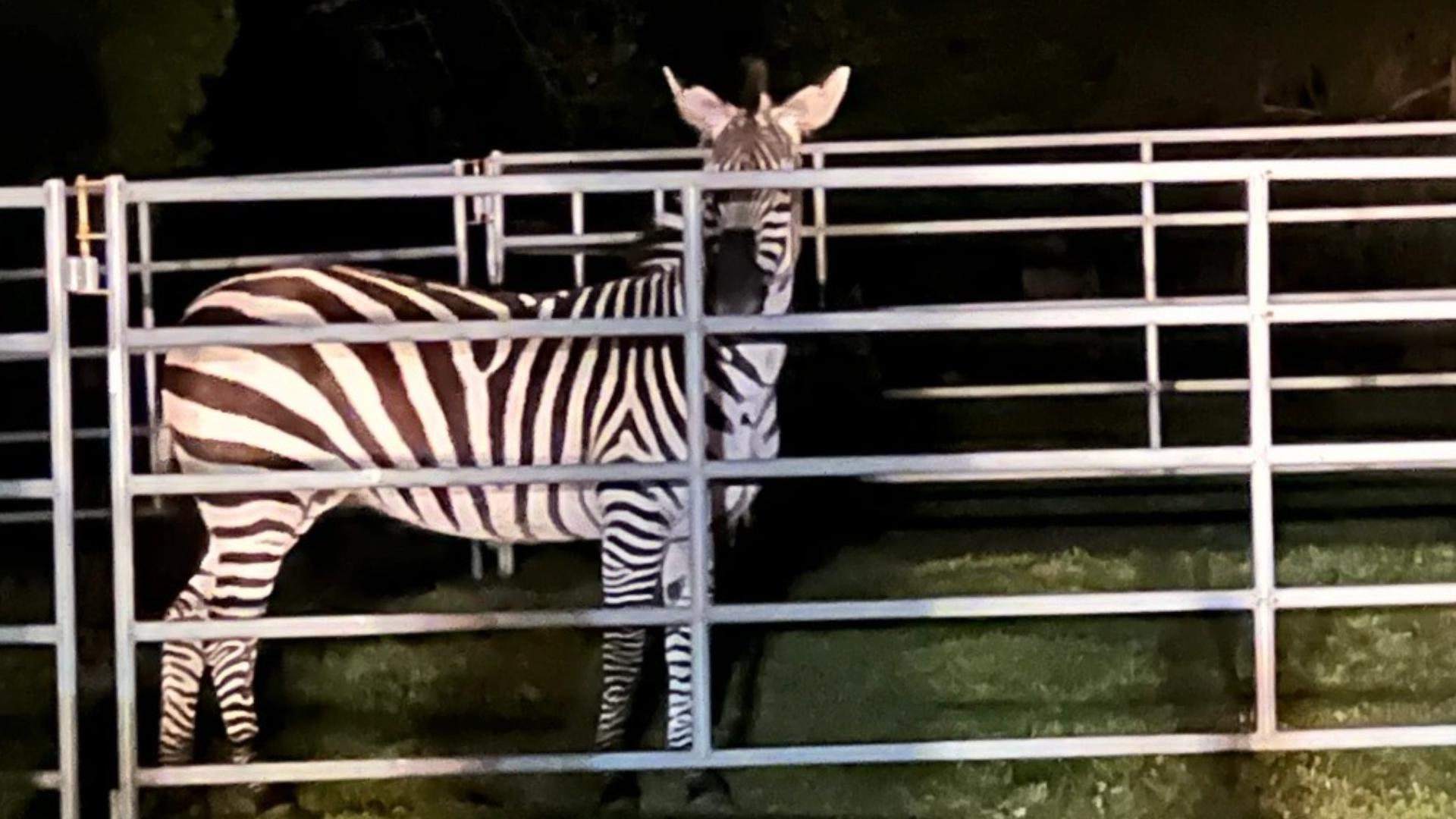 The zebra was captured near the Riverbend neighborhood after being on the loose for almost six days.