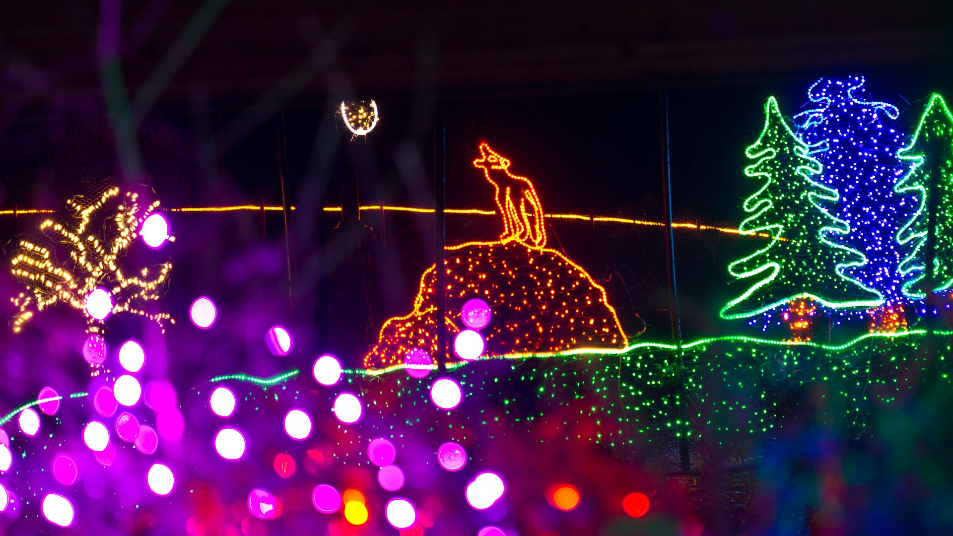 Tacoma's Point Defiance Zoo and Aquarium offers the Northwest's longest running light show. #k5evening