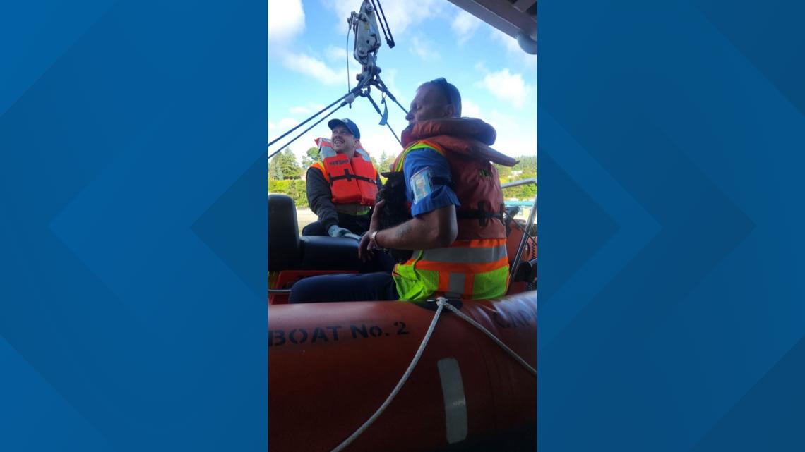 Washington State Ferry crew saves kitten on Whidbey Island