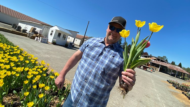Head to Sumner for u-pick tulips and field-grown rhubarb