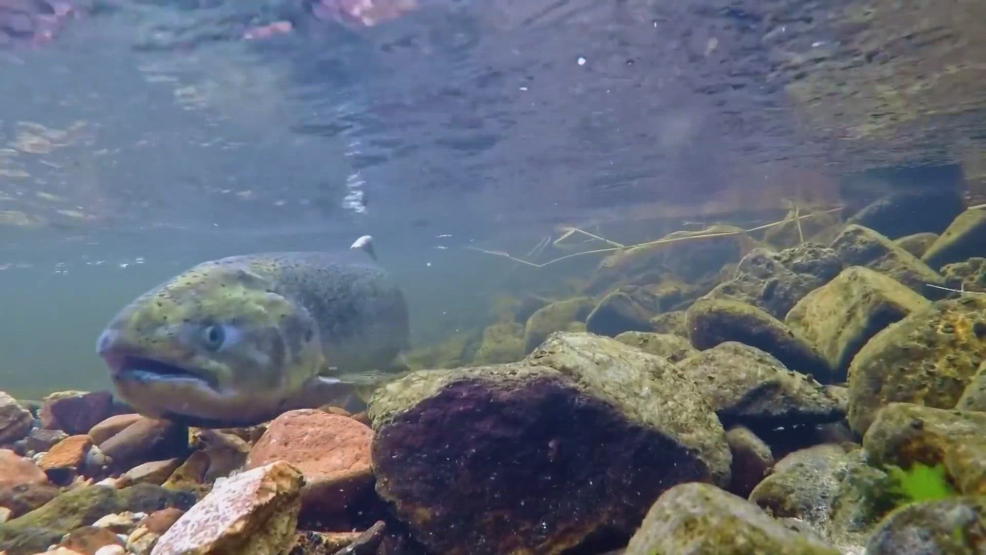 Recreational fishermen are working with tribal leaders to help the salmon.