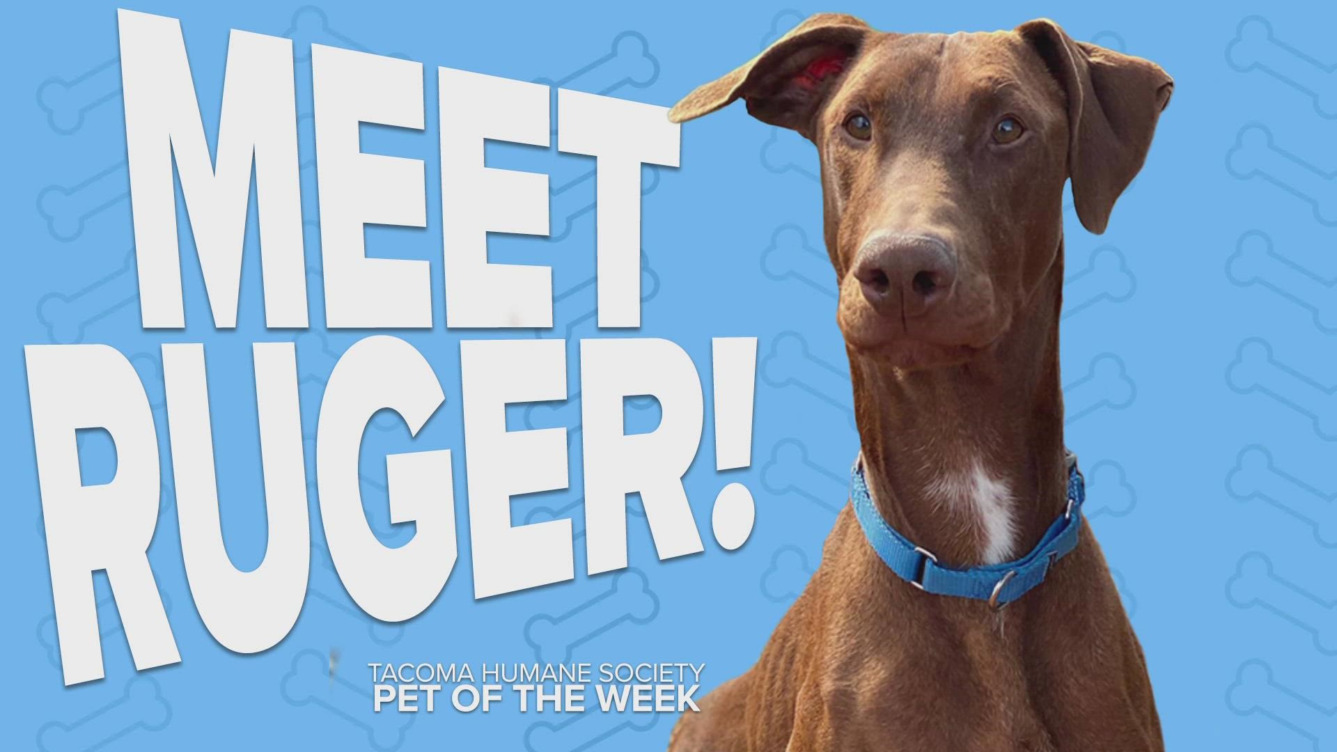 This week's featured adoptable pet is Ruger!