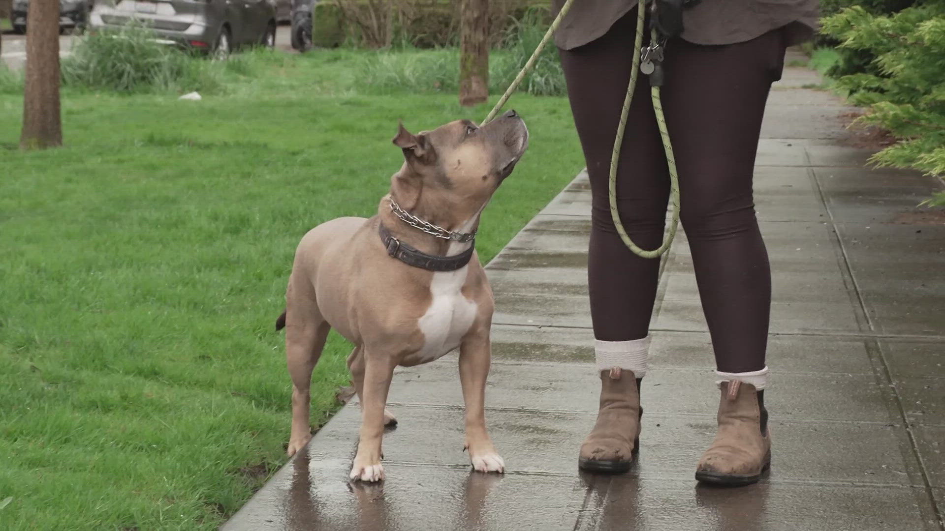 Seattle resident demands the city clear a homeless encampment in Georgetown after two dogs living there mauled her dog and injured the dog walker.