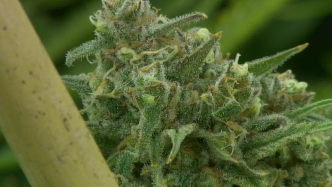 Washington lawmaker faces allegations she derailed the social equity cannabis program