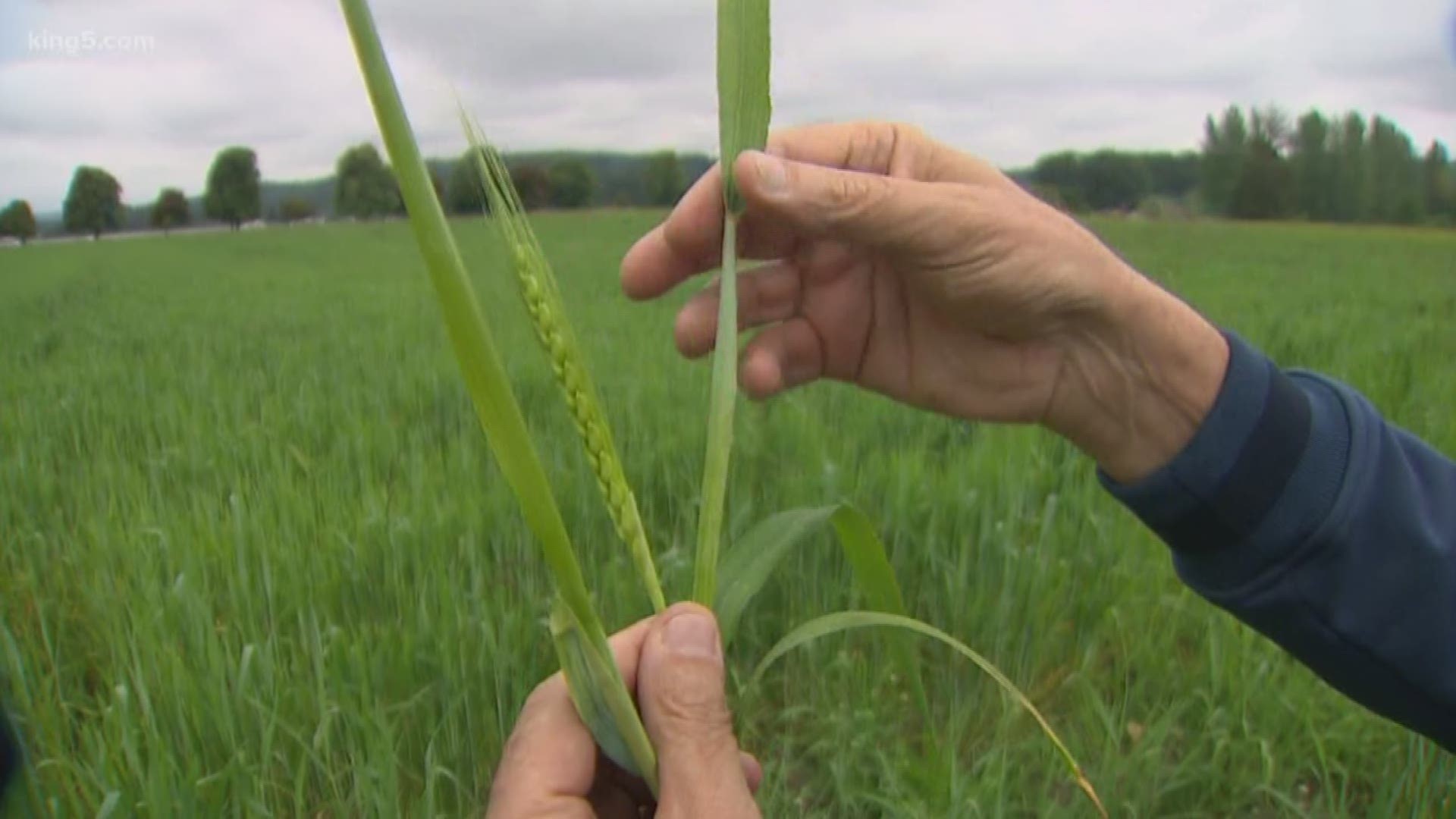 Almost all of Washington's wheat farms are on the eastern side of the Cascade range, but that's starting to change. A new group called the "bread lab" is helping farmers here in Western Washington start a wheat revolution. KING 5 Environmental Reporter Alison Morrow shows us how.