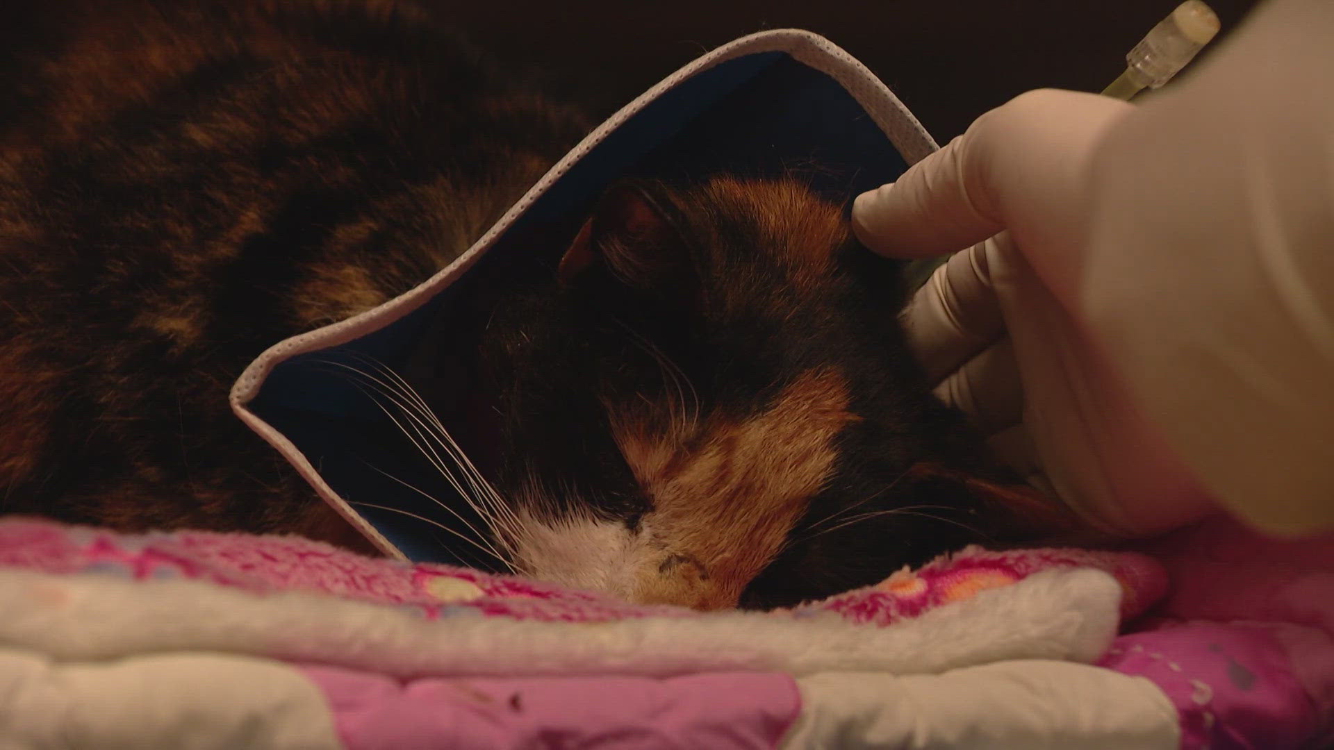 Shot and left to suffer: Injured cat is 2nd animal to be shot on ...