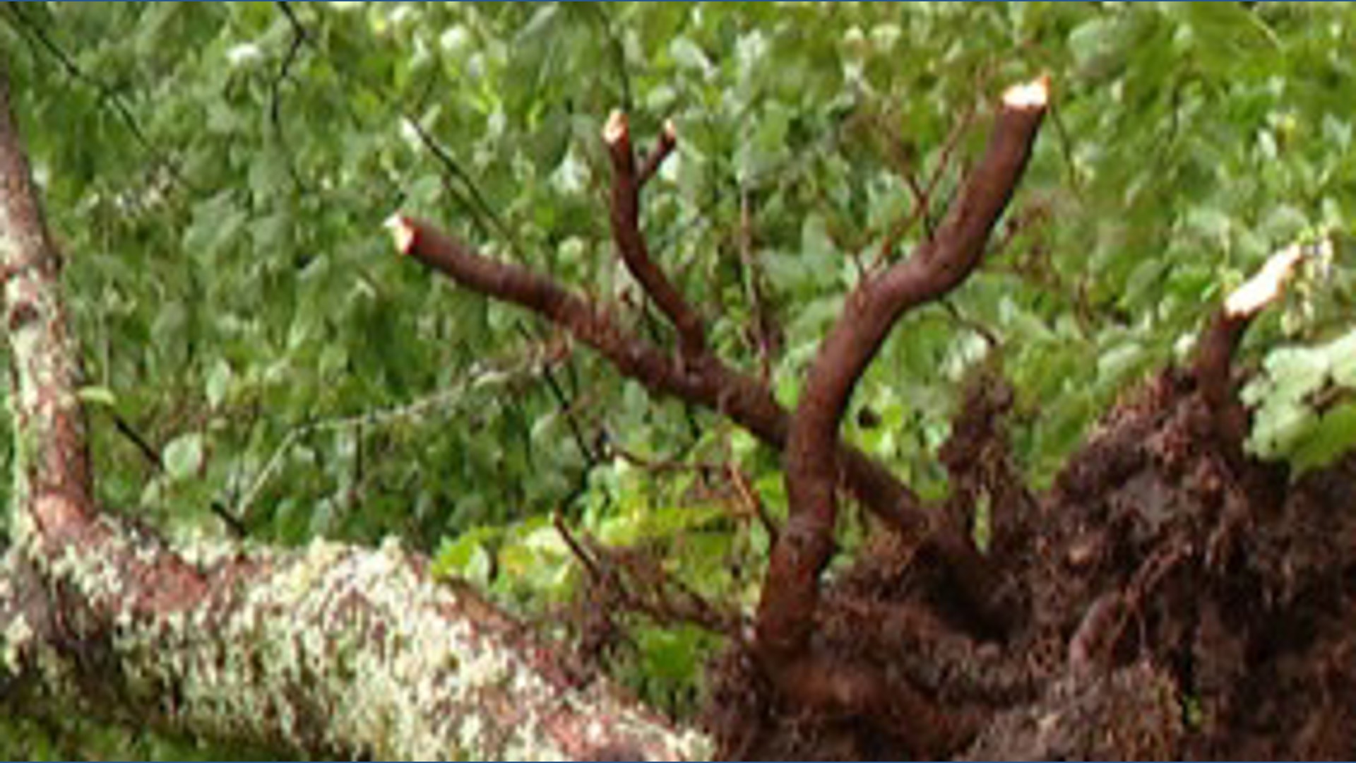 Rain Tree Example Thurston County gets hit hard by morning wind and rain | king5.com