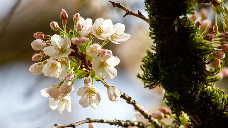 cherry blossoms washington wizards｜TikTok Search