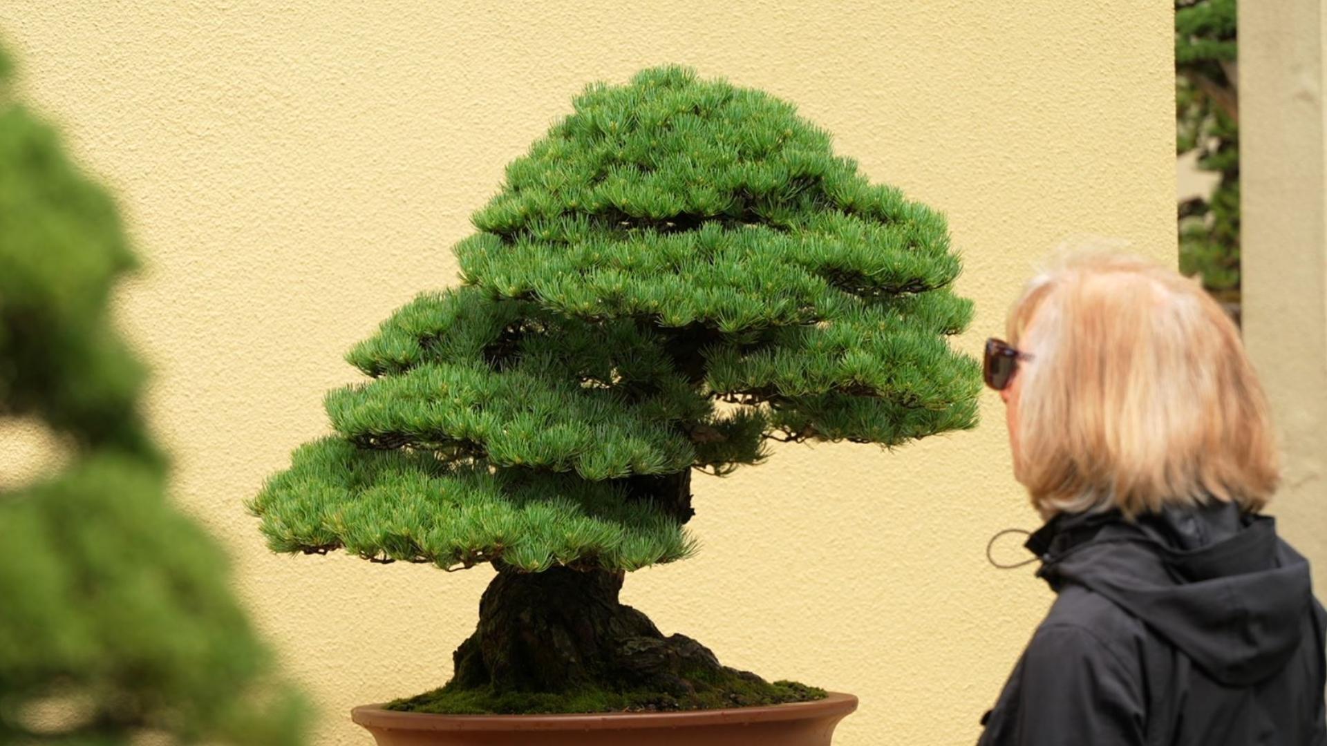 Pacific Bonsai Museum in Federal Way is holding its annual BonsaiFEST - including tours, classes, food trucks and pop-up shops. #k5evening