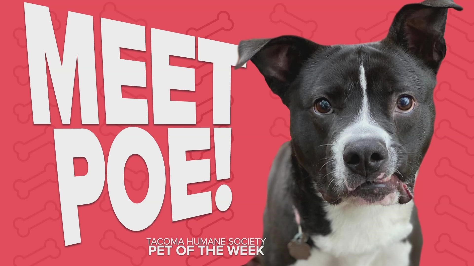 Pet Rescue of the Week: Poe 