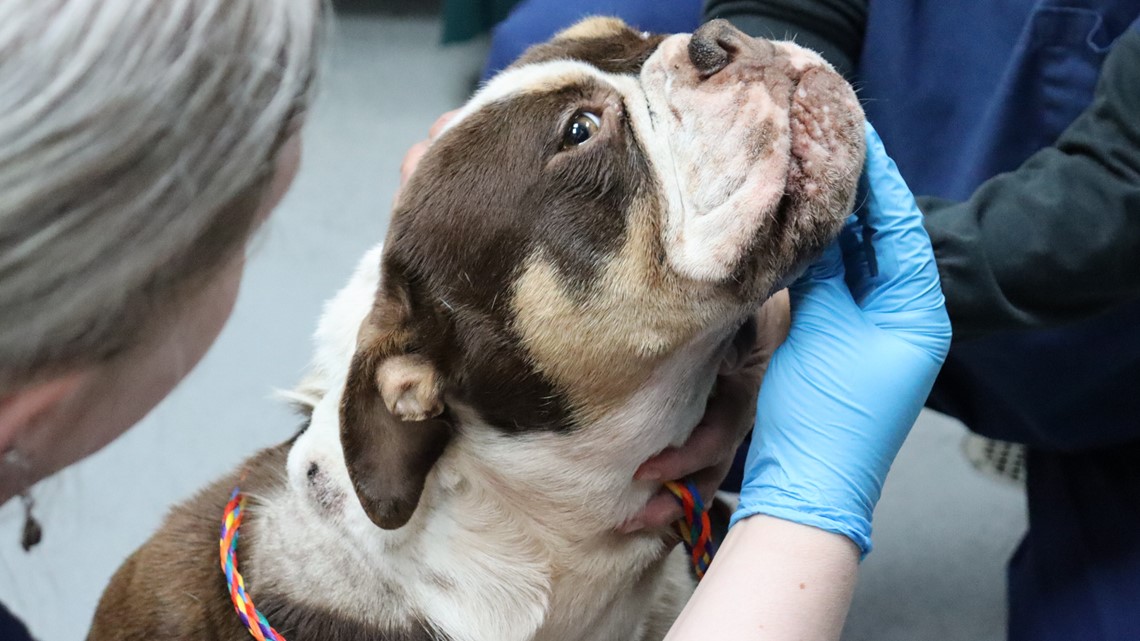 Dog With Gunshot Wounds Among 10 Received At Tacoma Shelter | King5.com