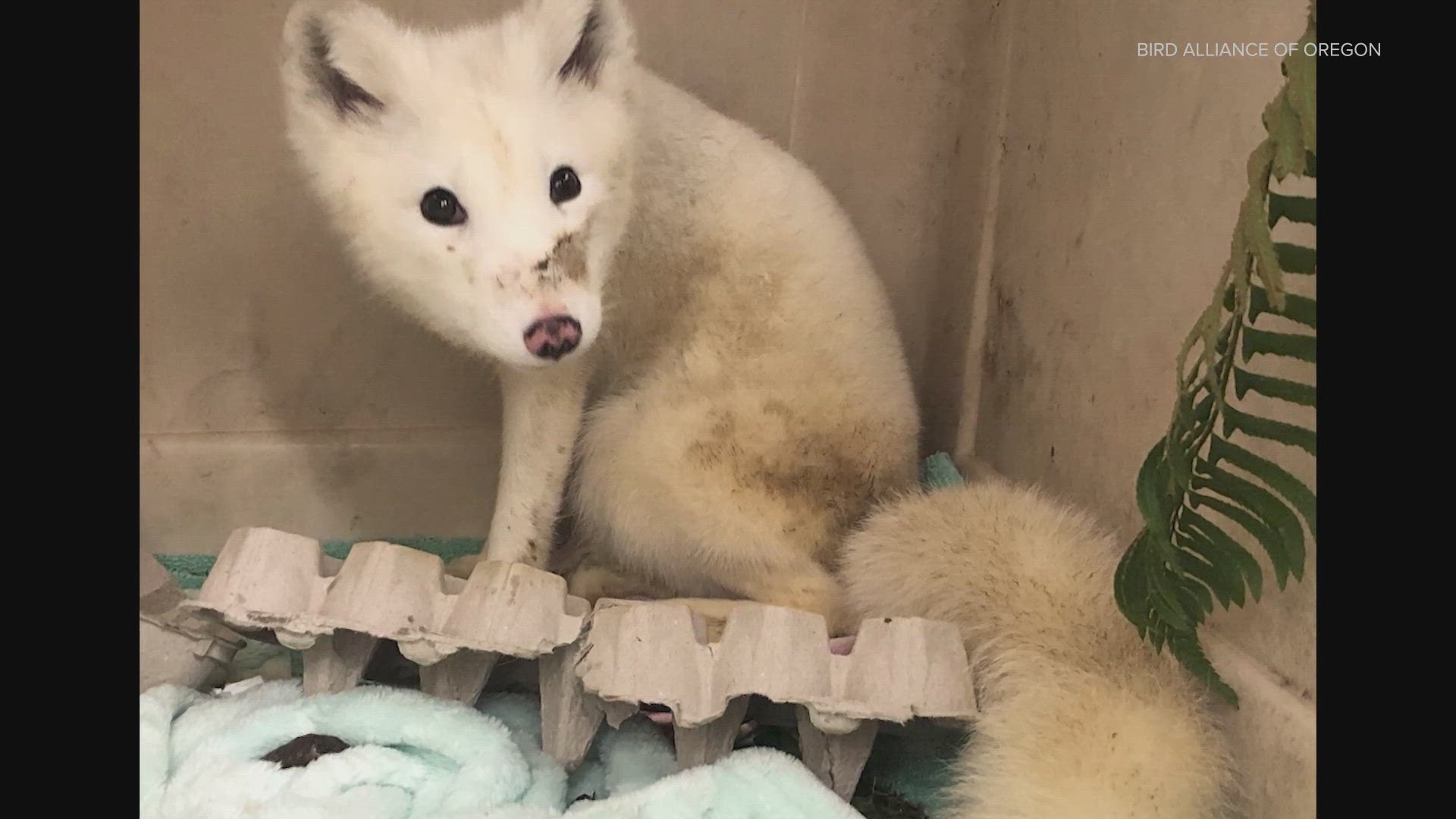 Staff say the female fox was raised in captivity.