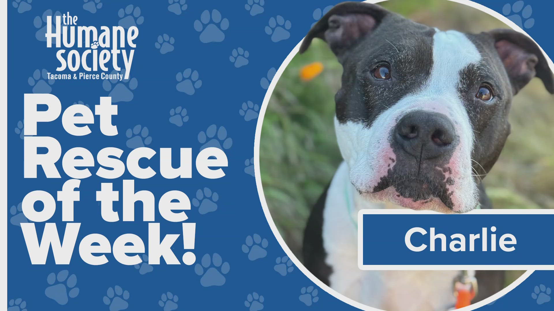 This week's featured adoptable pet is Charlie!