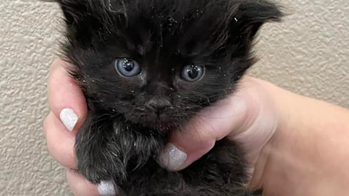 Two kittens found maimed in Pierce County