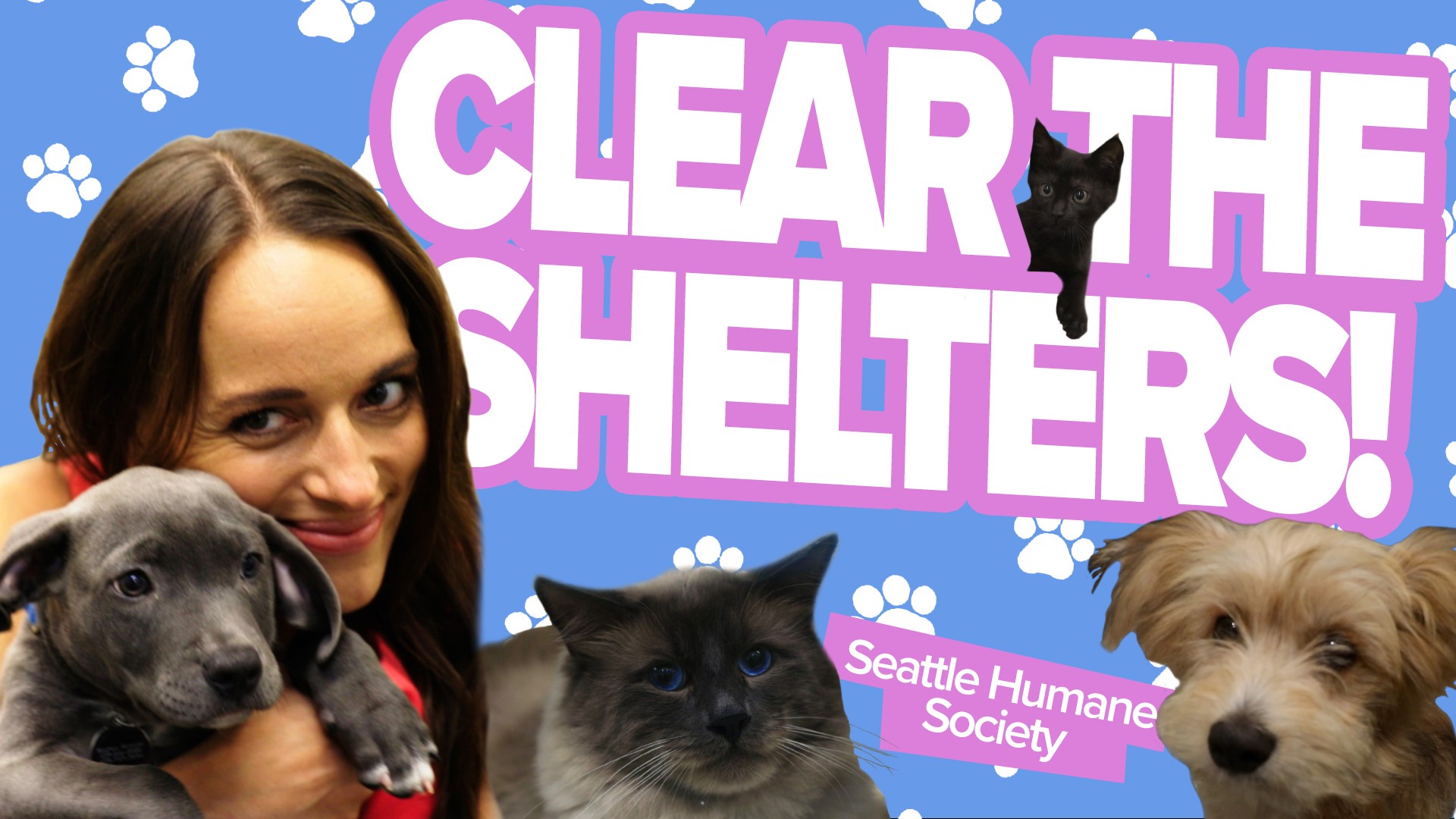 PUPPIES🐕. KITTIES🐈. All the cuteness in today’s video!

I am visiting the Seattle Humane Society for the annual pet adoption drive!