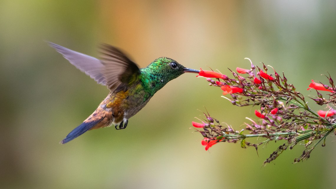 Bring all the hummingbirds to your yard with these plants | king5.com