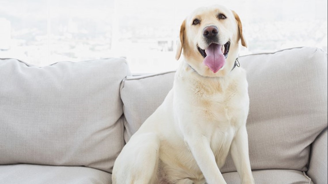 Mystery respiratory illness in dogs reaches Washington - Vimarsana News