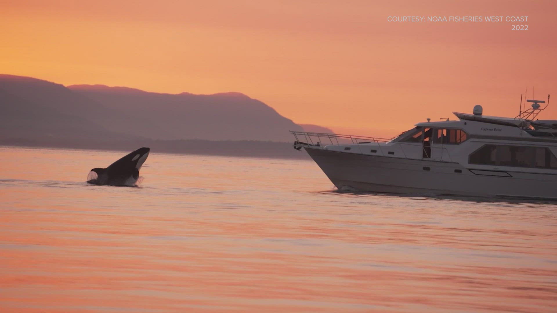 Starting in 2025, all vessels will have to be 1,000 yards away from killer whales.