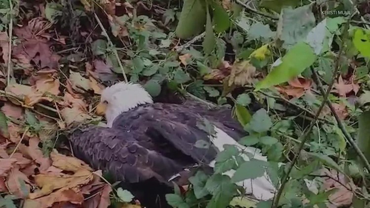 Bald eagle with bird flu found in West Seattle's Lincoln Park