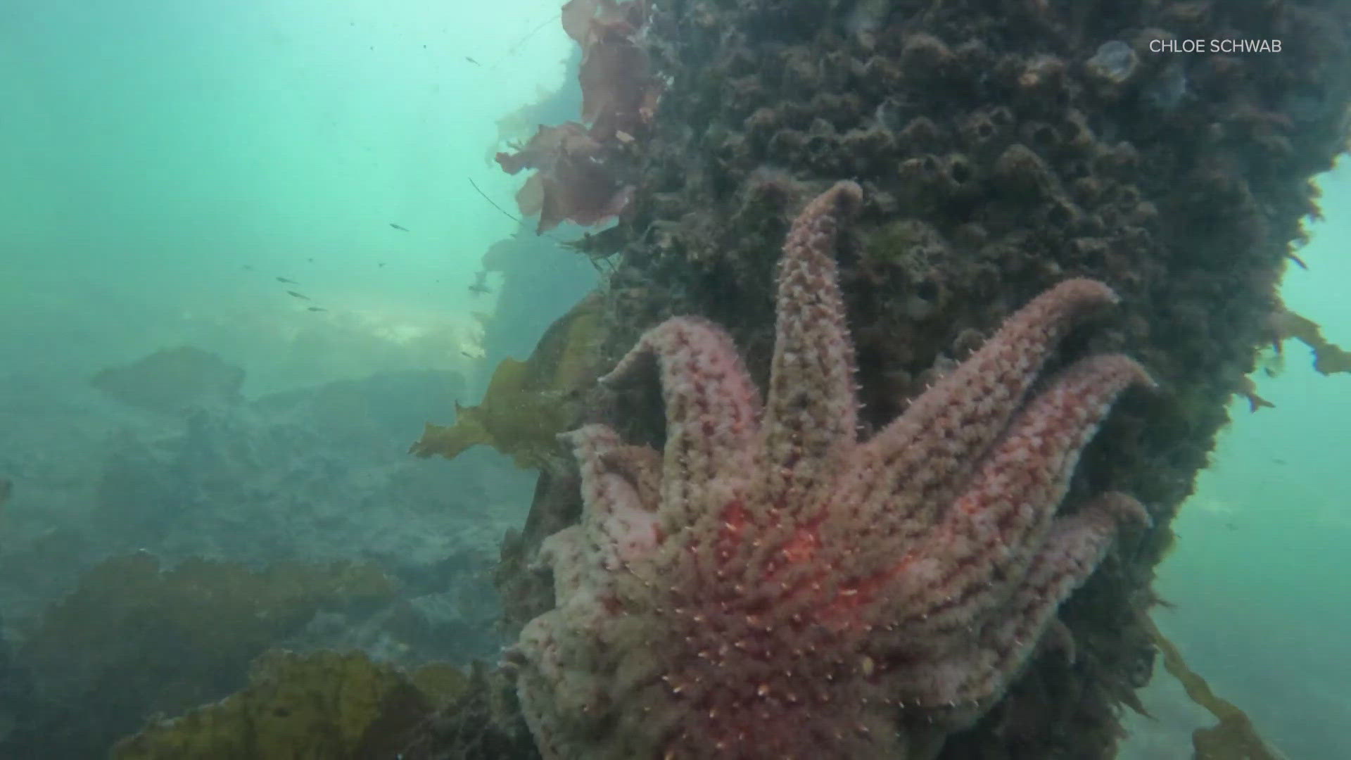 University of Washington scientists have been working for years to build a plan to grow the sea stars in a lab and release them in the wild, hoping to save them.