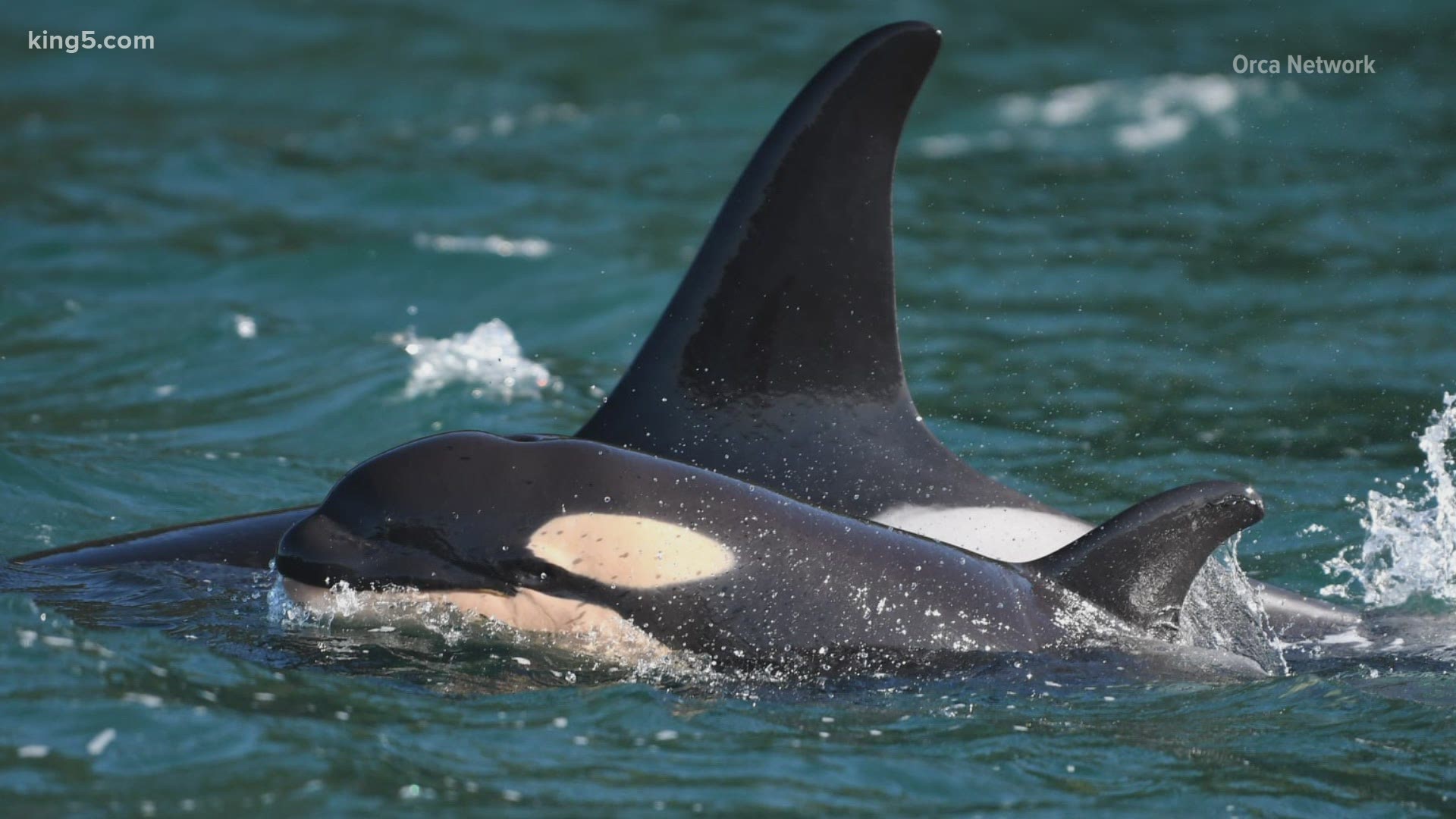 This is great news for the endangered Southern Resident orcas. Two calves were also born to the J pod in September.