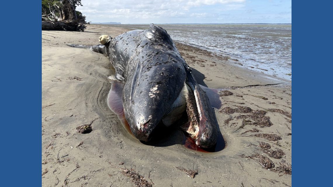 22 gray whales found dead in Washington as researchers warn of rising strandings