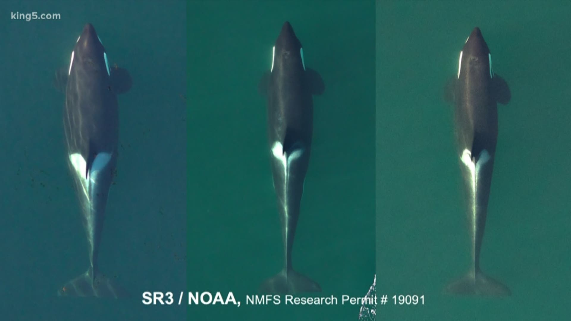 One of puget sound's leading experts on the southern resident killer whales says two more will likely die by this summer.
    Last September we told you about K-25, a male orca suffering from a condition called peanut head.
     KING 5 Environmental Reporter Alison Morrow has an update on him, and the latest female orca identified with the same condition.