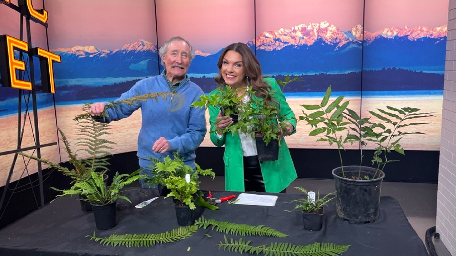 Ciscoe breaks down which ferns do best in our rainy weather.