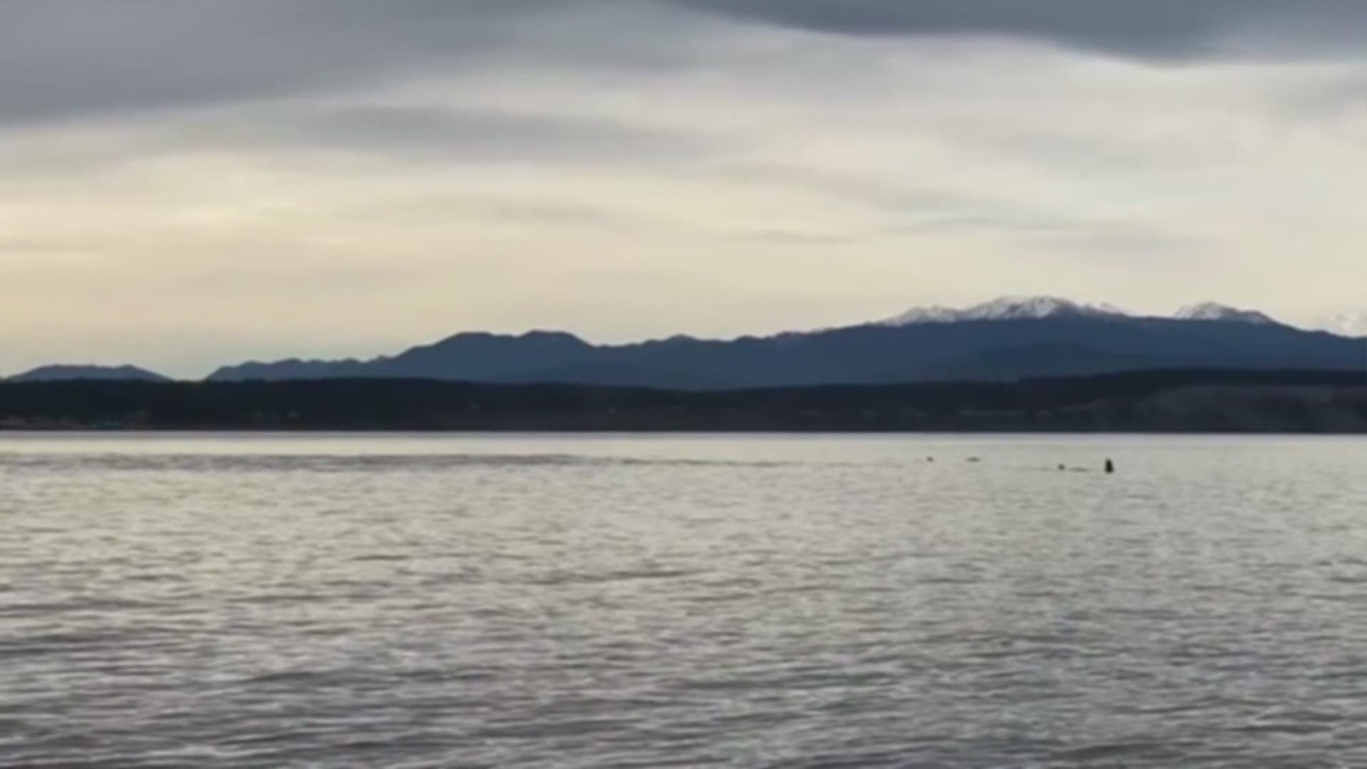 Video from Center for Whale Research shows a Southern Resident orca known as L124 or "Lucky" just a day or two after it was first spotted on Jan. 10.