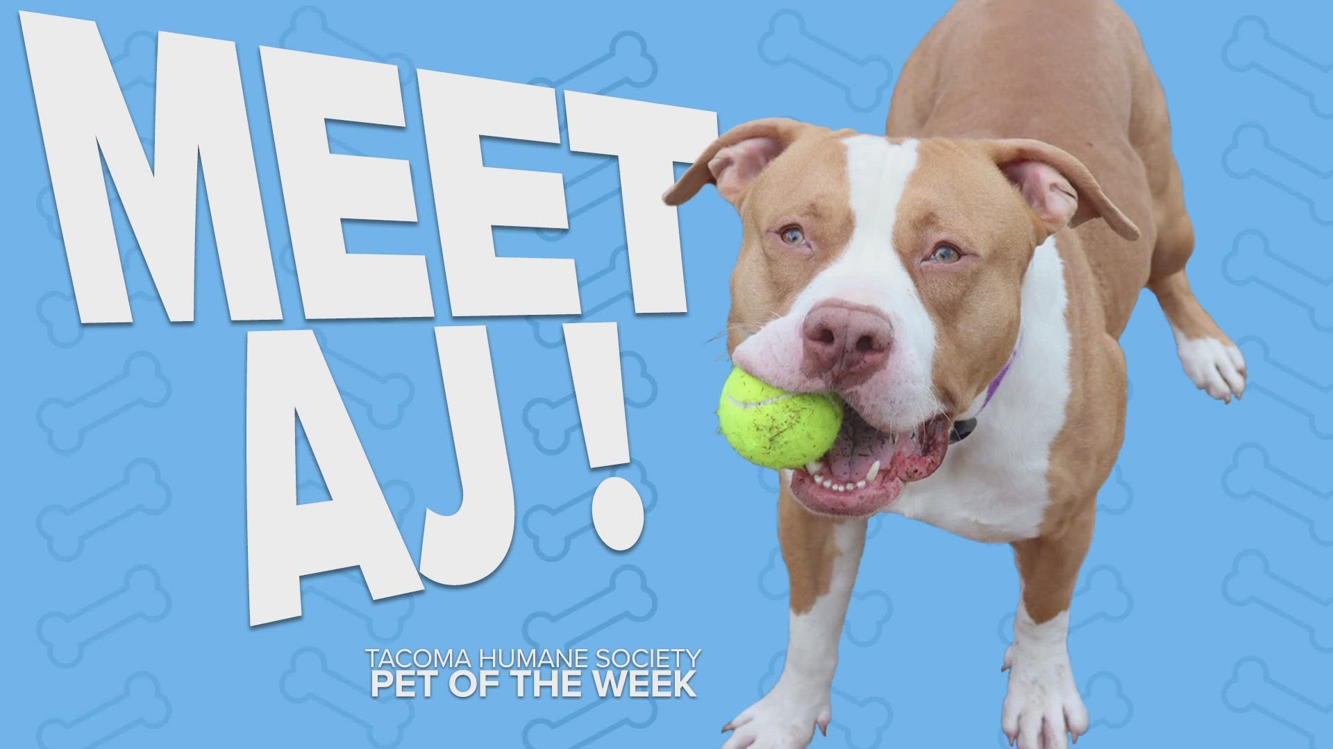 This week's adoptable pet of the week is AJ!