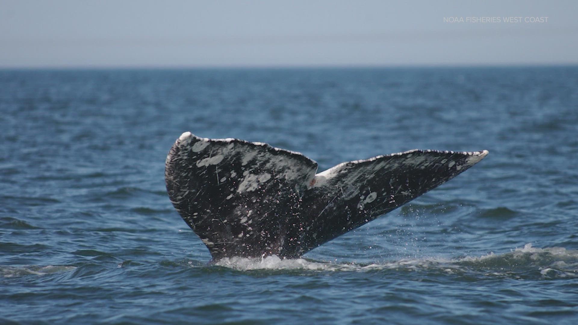 The number of gray whales off western North America has continued to fall, a decline that resembles previous population swings over the past several decades.
