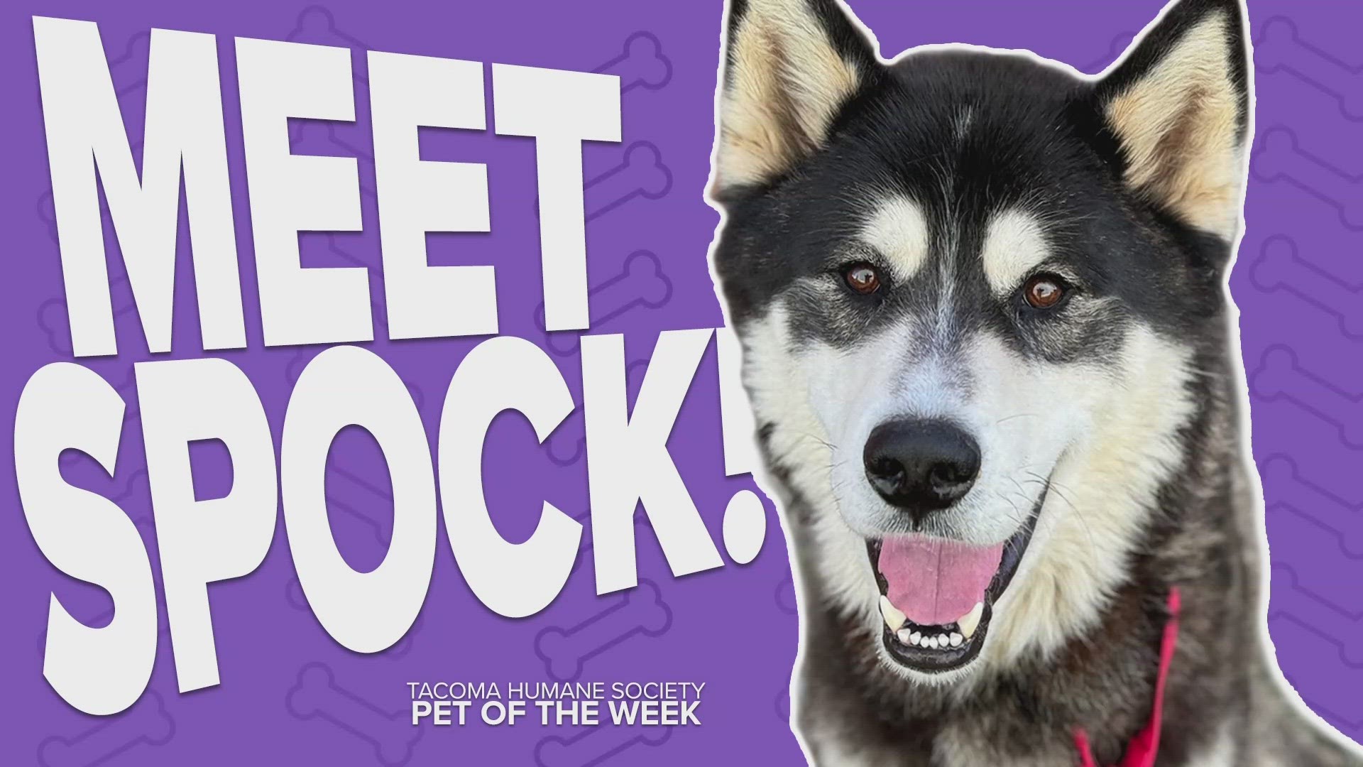 This week's adoptable pet of the week is Spock!