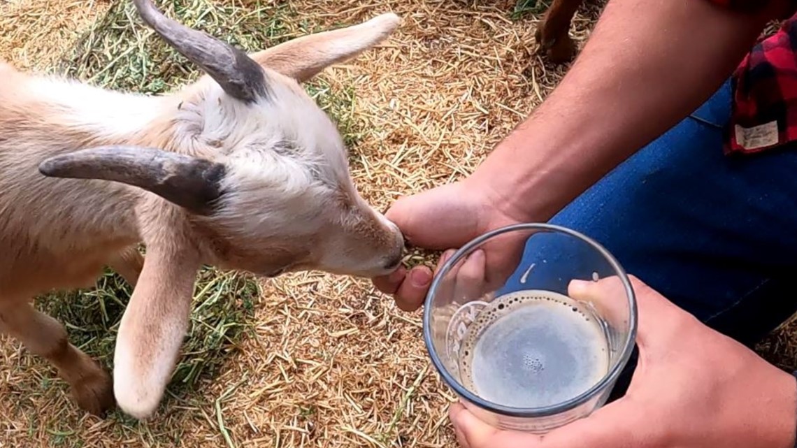 Baby goats and beer make a winning combination at Port Orchard farm