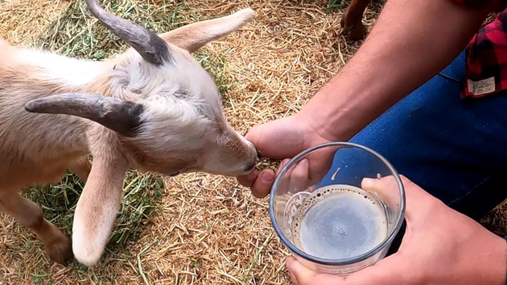 Yoked Farmhouse & Brewery wants your kids to meet their kids — baby goats. #k5evening