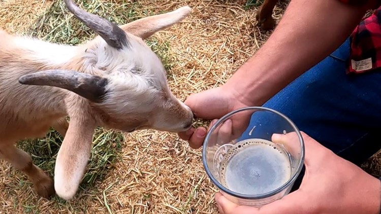 Baby goats and beer: a combination that's impossible to resist!