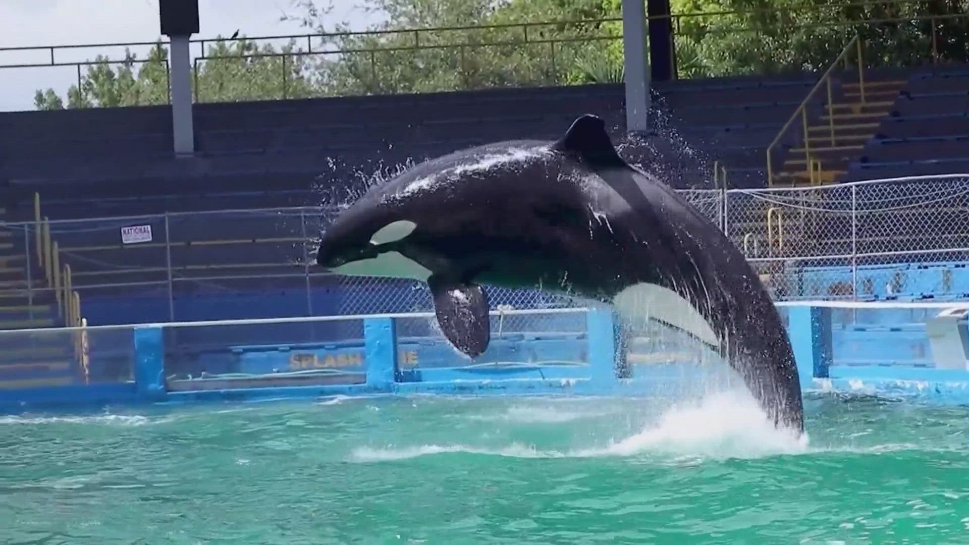 Tokitae, the orca captured from Puget Sound in the 1970s, suffered from chronic kidney disease and pneumonia.