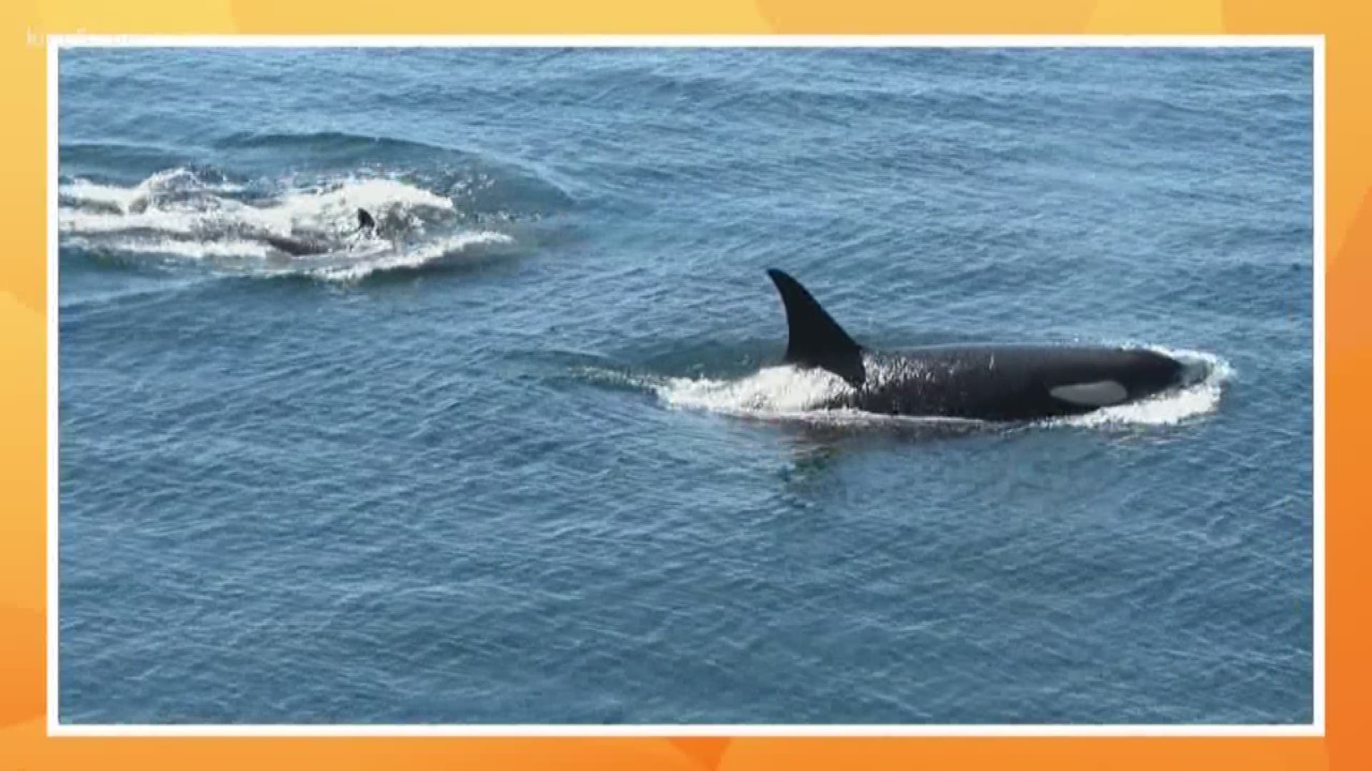 KING 5's Alison Morrow shares developments on young, ailing orca J-50, spotted alive in Puget Sound. Take 5 airs every weekday at 4 p.m. 